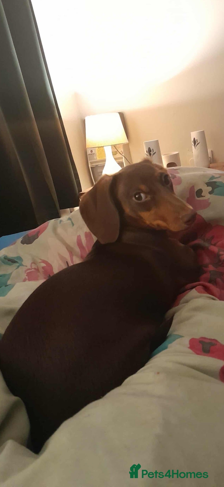 Miniature Dachshund dogs Beautiful female miniature dachshund  - Advert 10