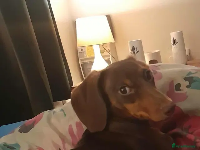Miniature Dachshund dogs for sale: Beautiful female miniature dachshund - Advert 1