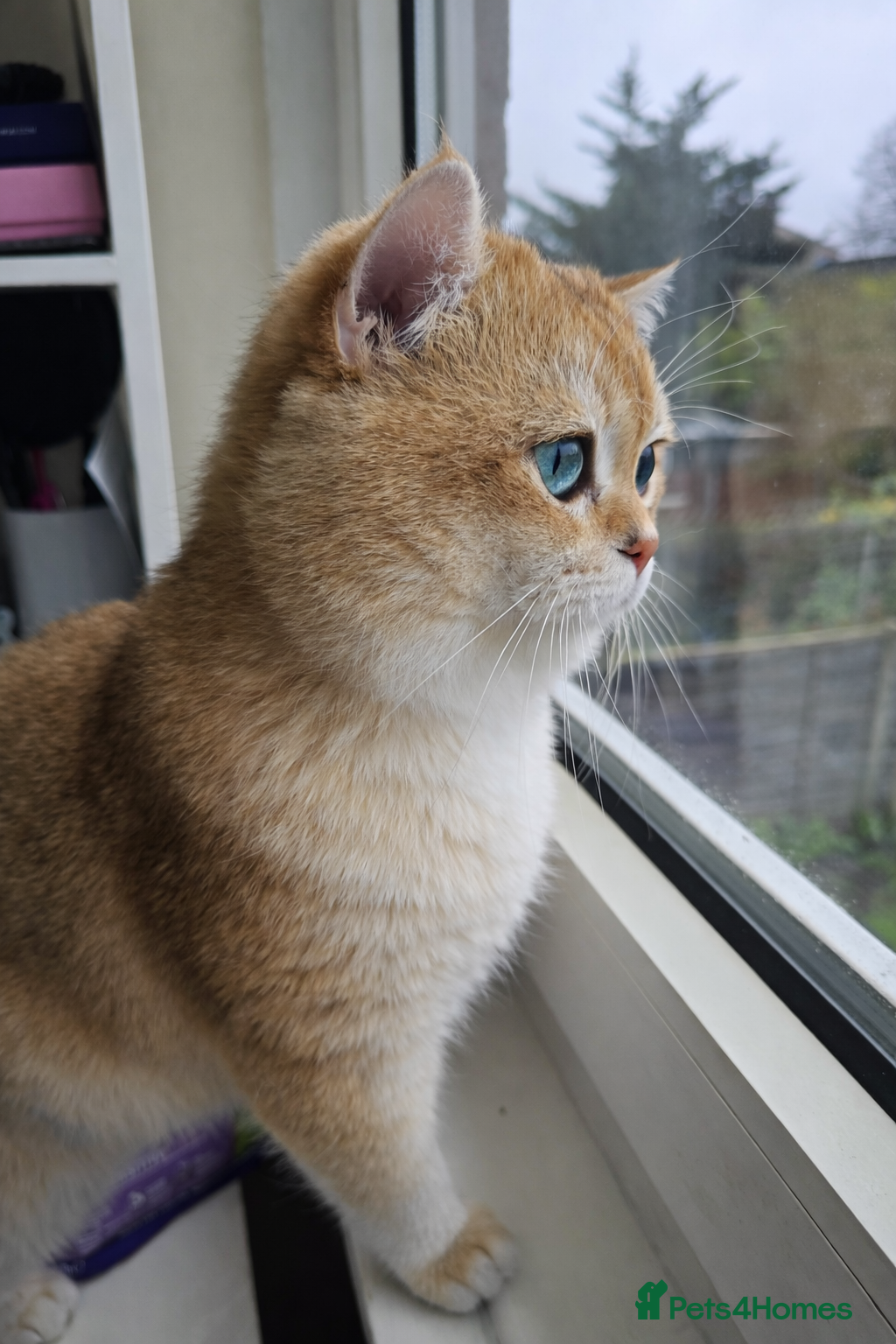 British Shorthair cats Golden British Shorthair Stud NY12 TICA Proven - Advert 2