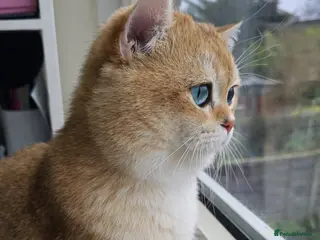 British Shorthair cats Golden British Shorthair Stud NY12 TICA Proven - Advert 2