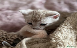 Bengal cats for sale: 💙Stunning Silver Mink Bengal TICA registered  - Image 29