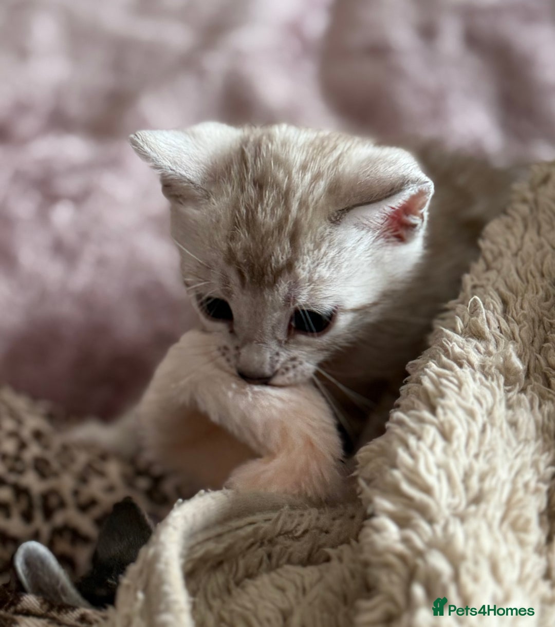 Bengal cats for sale: 💙Stunning Silver Mink Bengal TICA registered  - Image 29