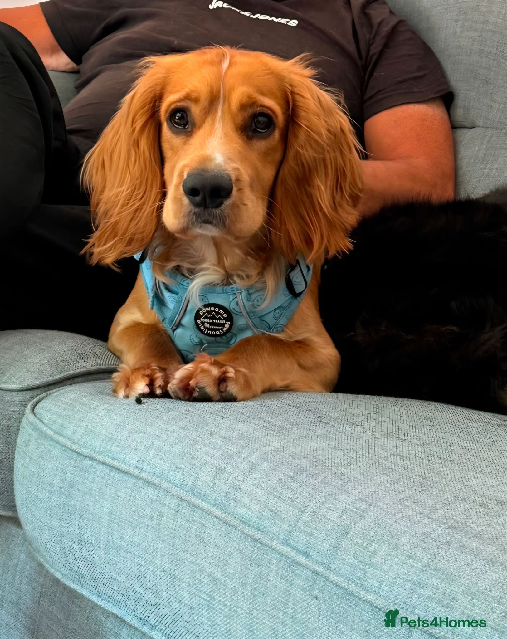 Cocker Spaniel dogs Cocker Spaniel stud - Advert 1