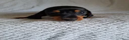 Dachshund dogs for sale: Puppies chocolate and black and tan dashounds  - Advert 11