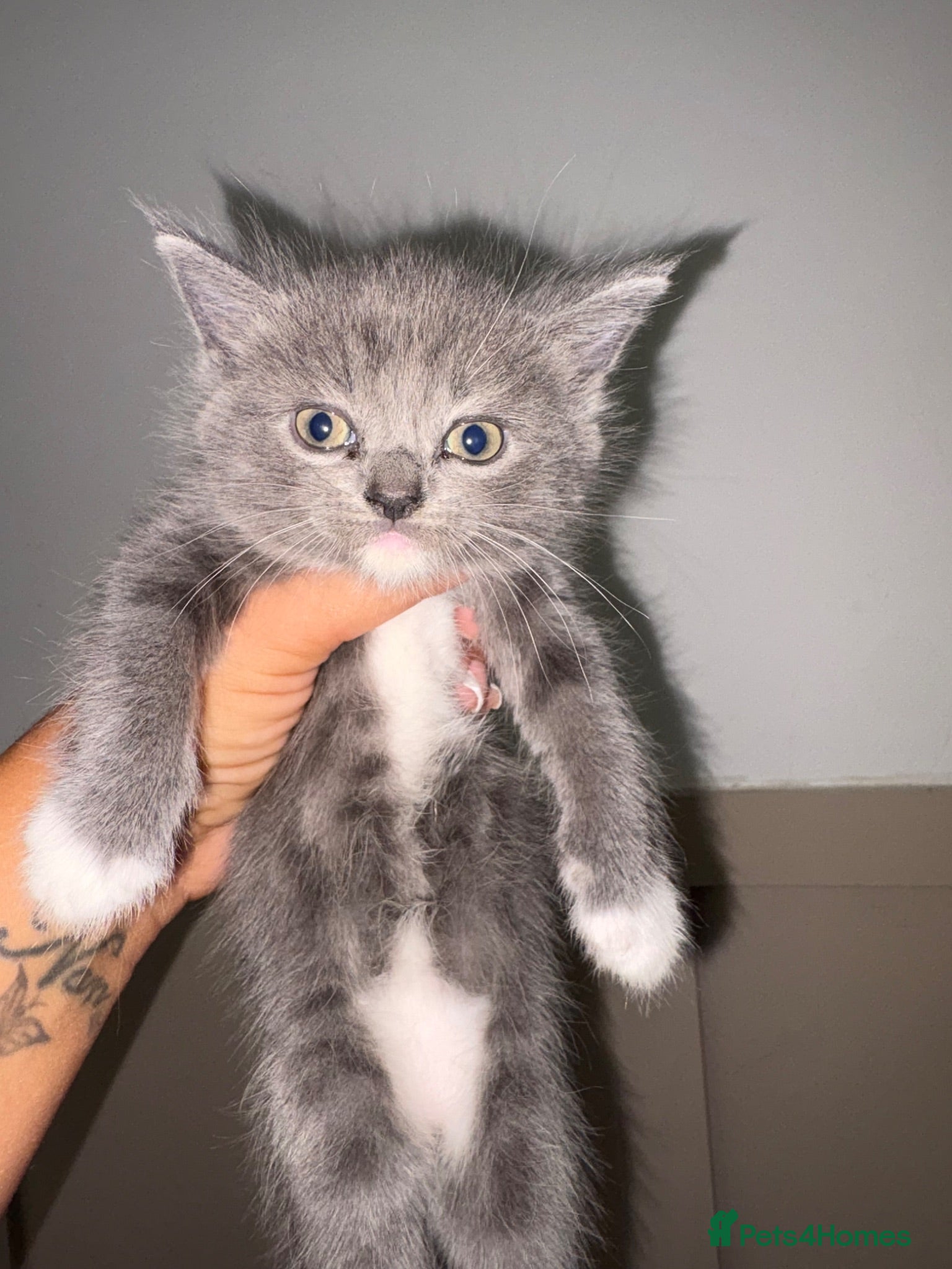 British Shorthair cats British shorthair mixed  - Advert 2