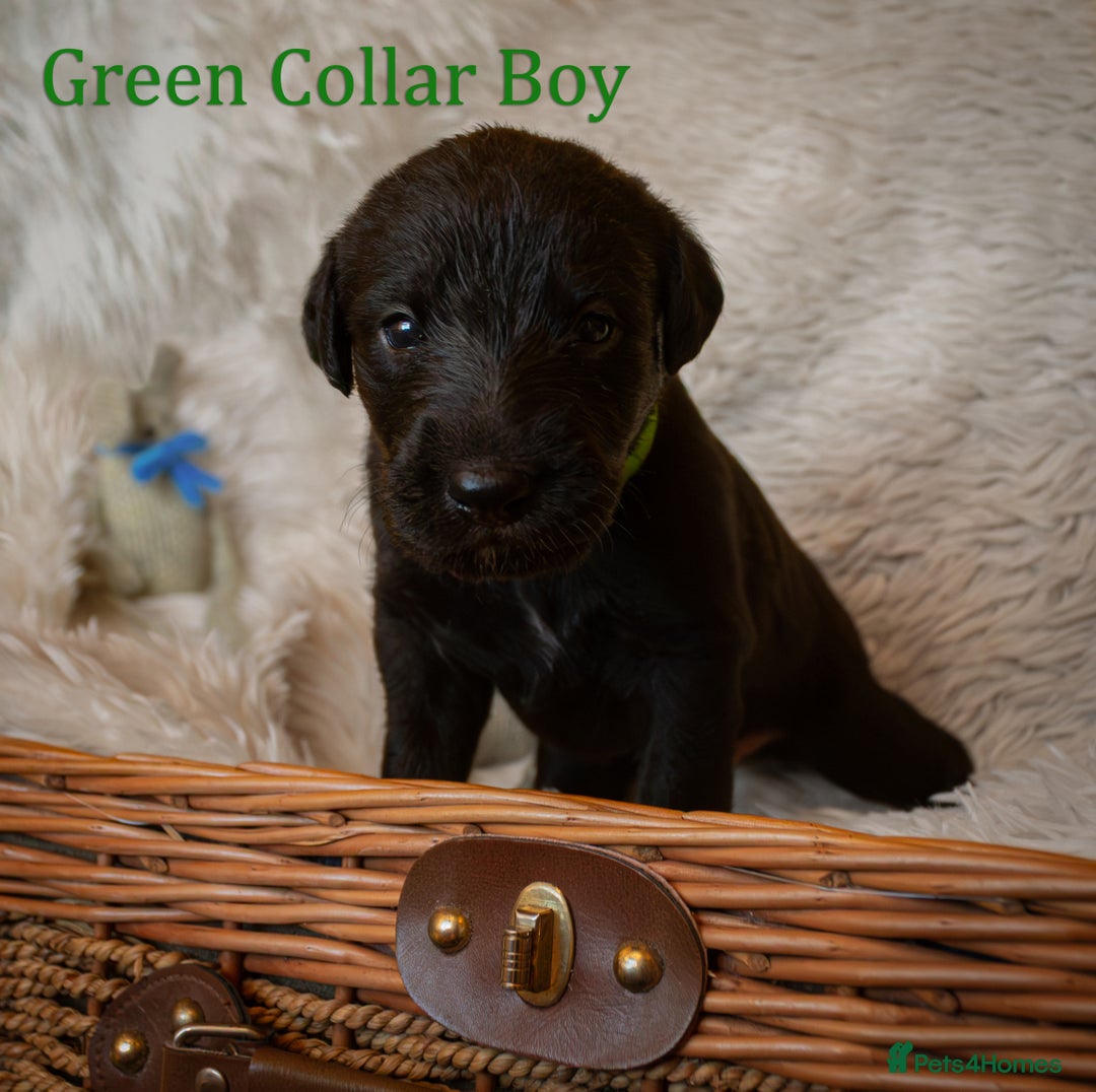 Mixed Breed dogs for sale: Beautiful bedlington whippet x lurcher puppies! - Image 34