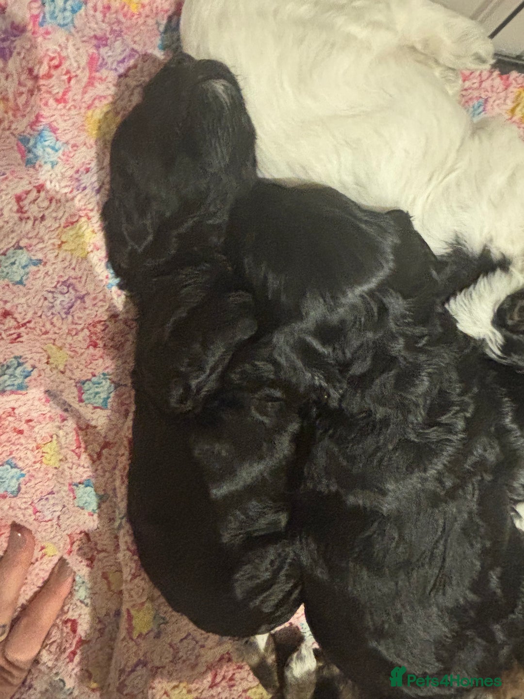 Cockapoo dogs for sale: Miniature cockapoo puppies  - Advert 5