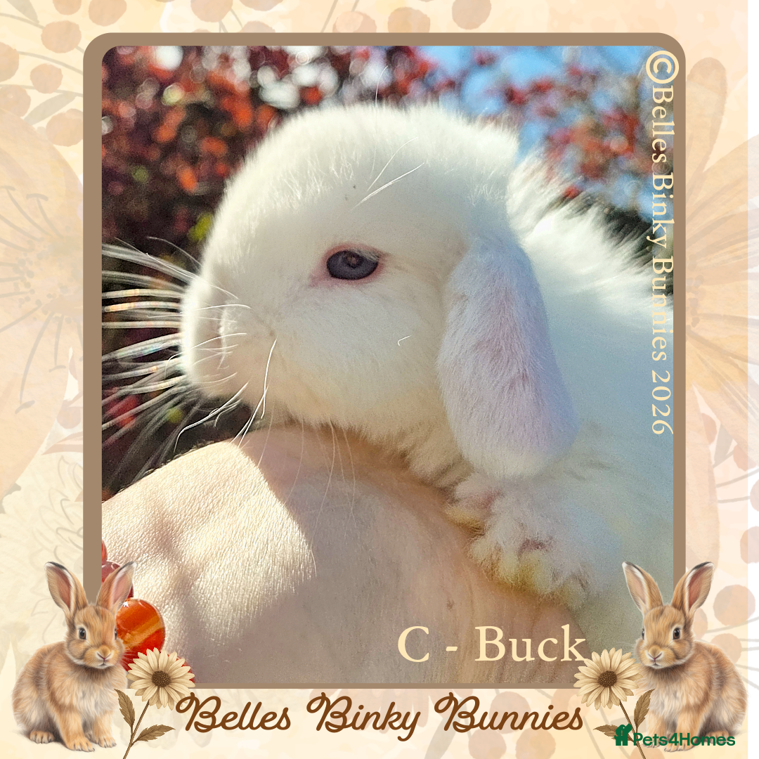 Mini Lop rabbits 🌷Pretty Baby Mini Lops 🌷 Ready 26th April 🌷 - Advert 1