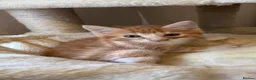 Bengal cats for sale: Two beautiful Bengal kittens  - Advert 4