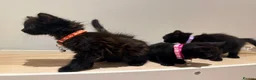 Domestic Shorthair cats for sale: Kittens - Advert 16