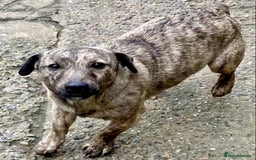 Jack Russell dogs for sale: Bob tail jacks  - Image 30