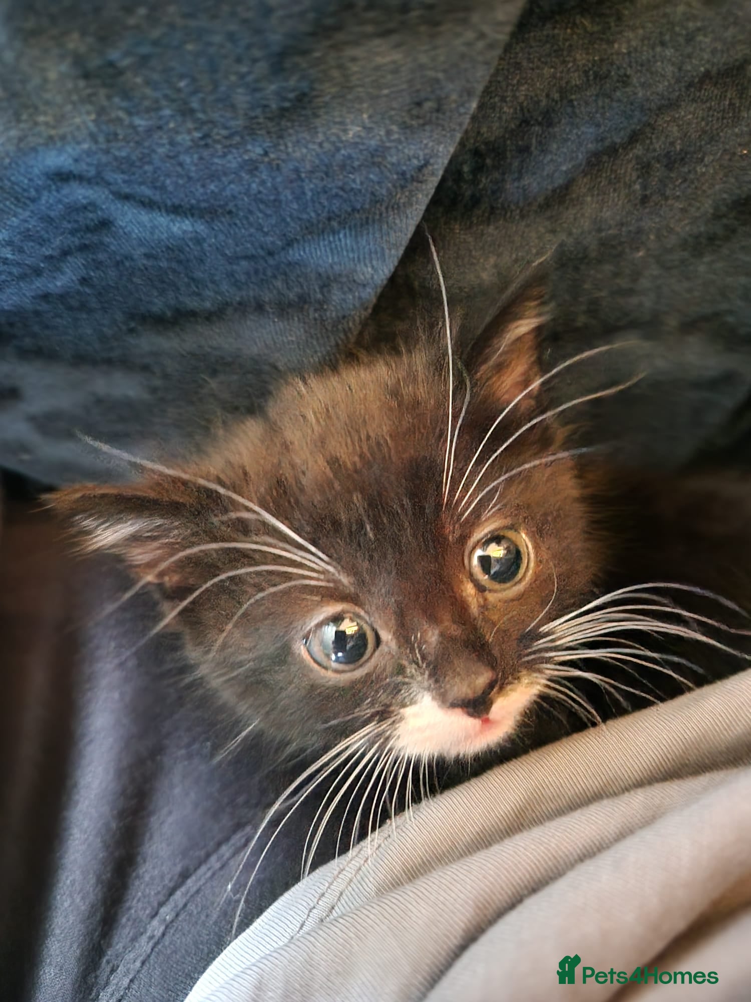 Mixed Breed cats Looking for homes - Advert 3