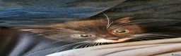 Mixed Breed cats for sale: Looking for homes - Advert 1
