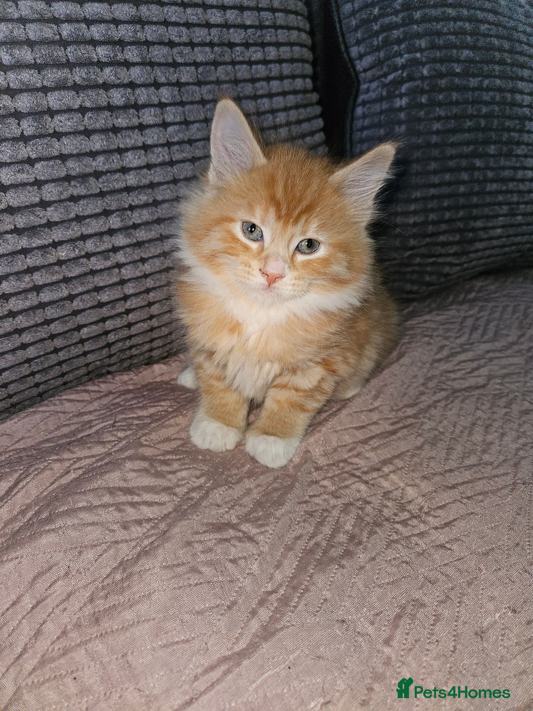 Maine Coon cats for sale: Beautiful main coon kitten ready for a new home. - Advert 6