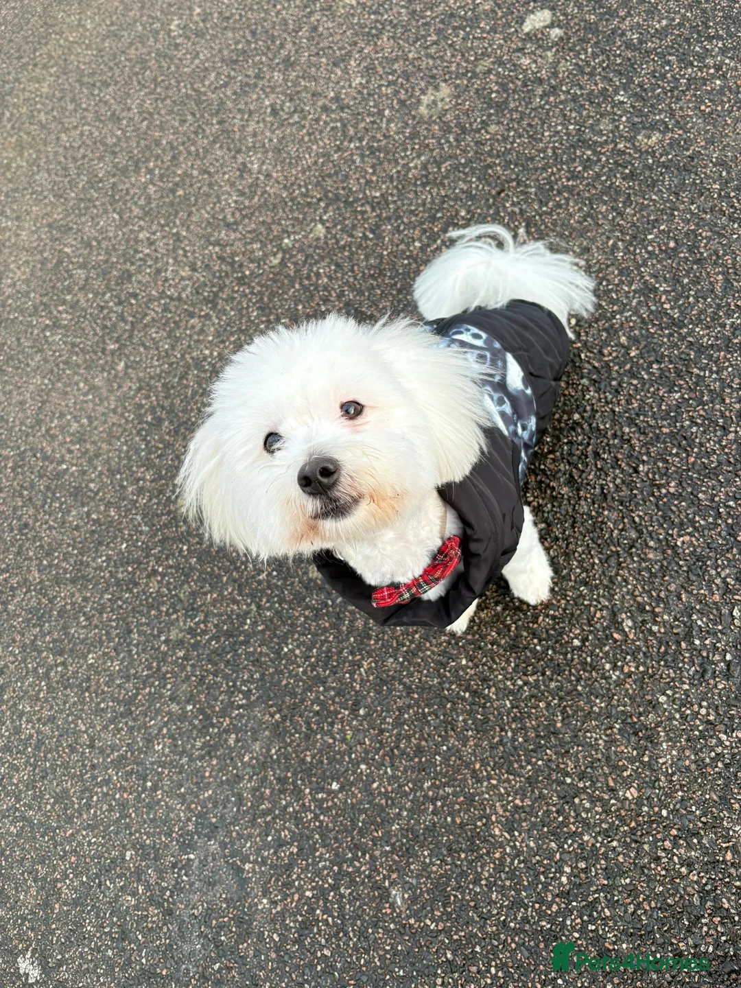 Coton De Tulear dogs for sale: Milo - Coton de tulear  - Advert 2