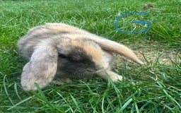 Mini Lop rabbits for sale: Mini Lop Rabbits For Sale  - Image 20
