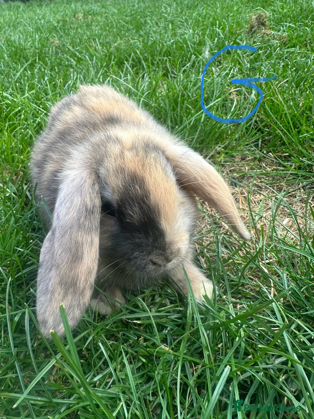 Mini Lop rabbits for sale: Mini Lop Rabbits For Sale  - Image 20