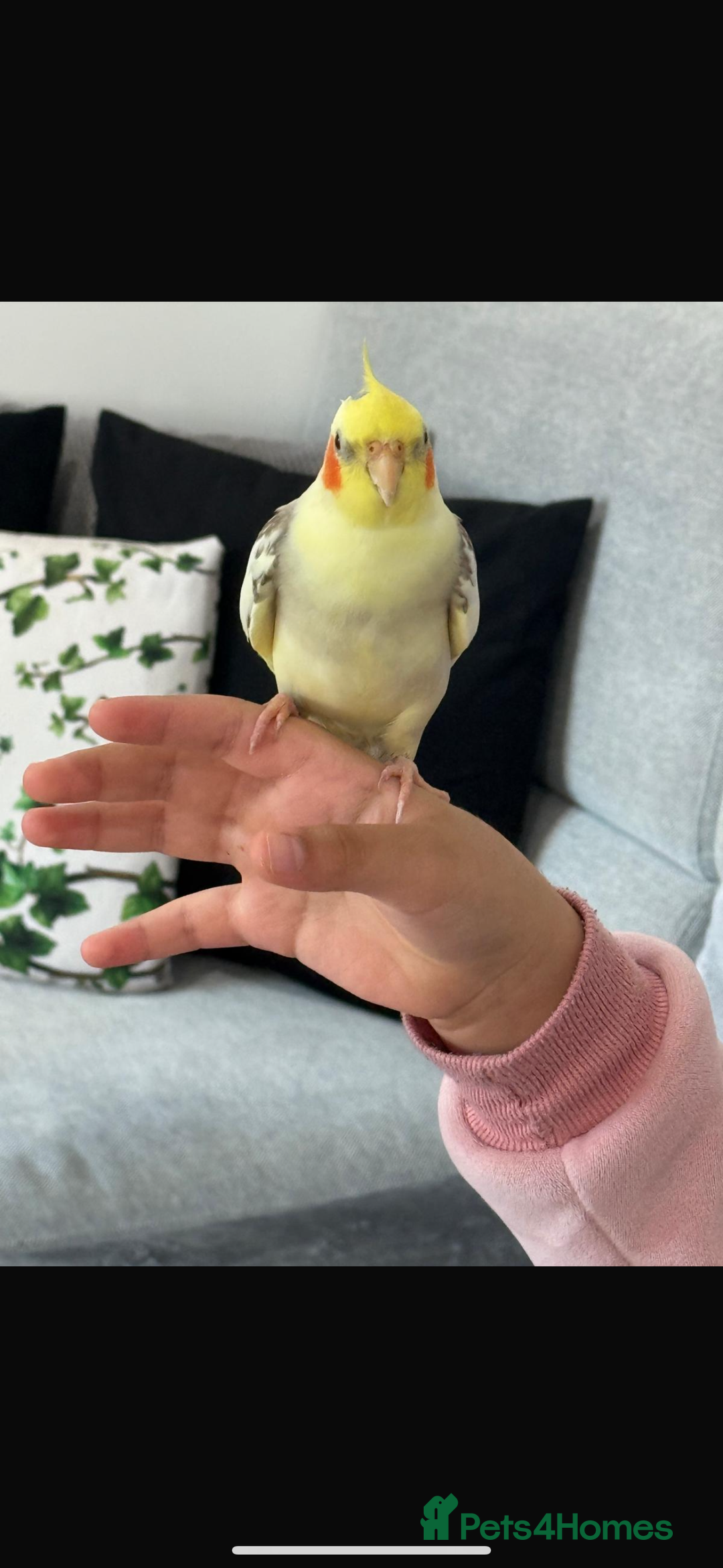 Cockatiels birds for sale: Selling Cockatial - Image 3