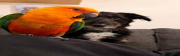 Conures birds for sale: 5 Year Old Male Jenday Conure  in Beaminster - Advert 5
