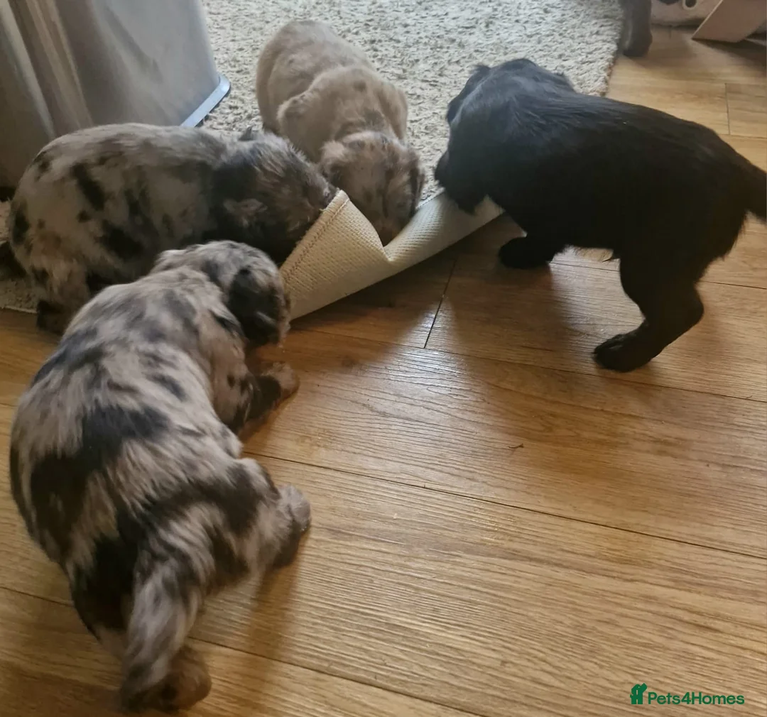 Cocker Spaniel dogs for sale: Mixed litter of Cocker Spaniel puppies  - Advert 2