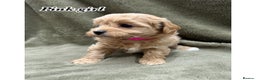 Maltipoo dogs for sale: Biscuit coloured maltipoo puppies - Advert 2