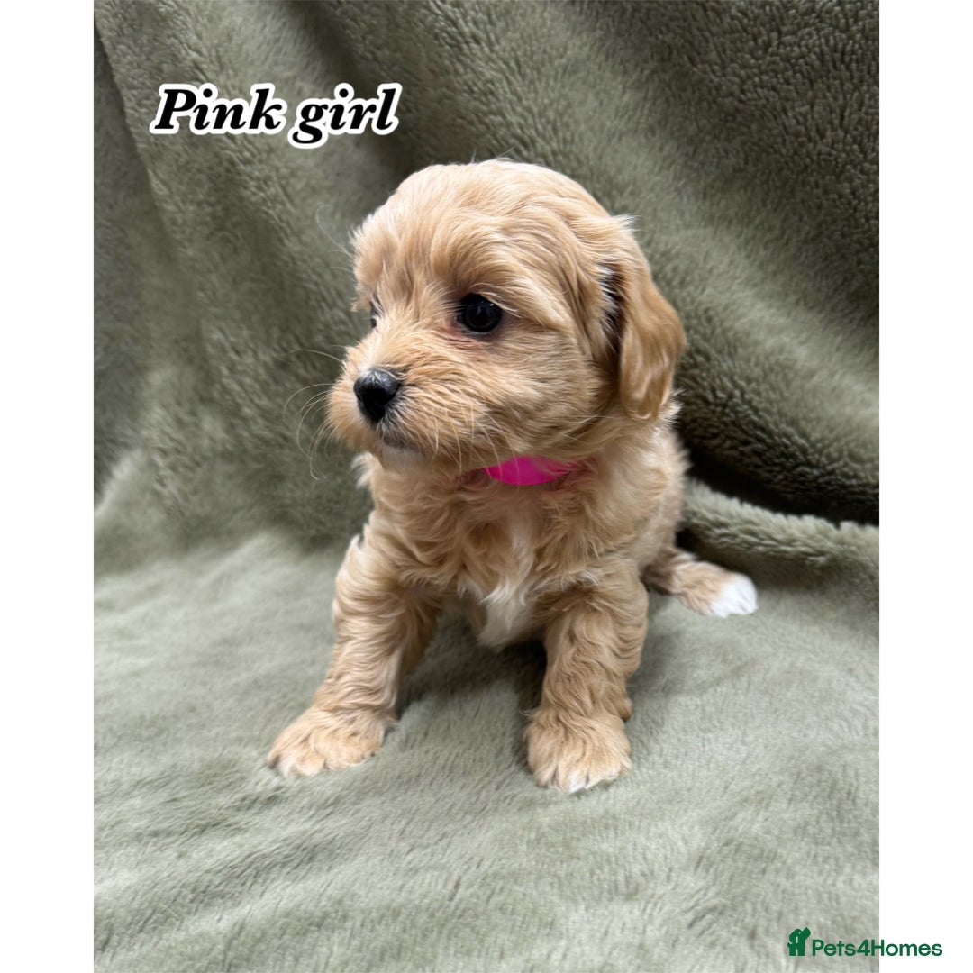Maltipoo dogs for sale: Biscuit coloured maltipoo puppies - Advert 2