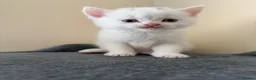 Mixed Breed cats for sale: Ragdoll Mix × 100% British Shorthair Kittens in Sutton - Advert 4