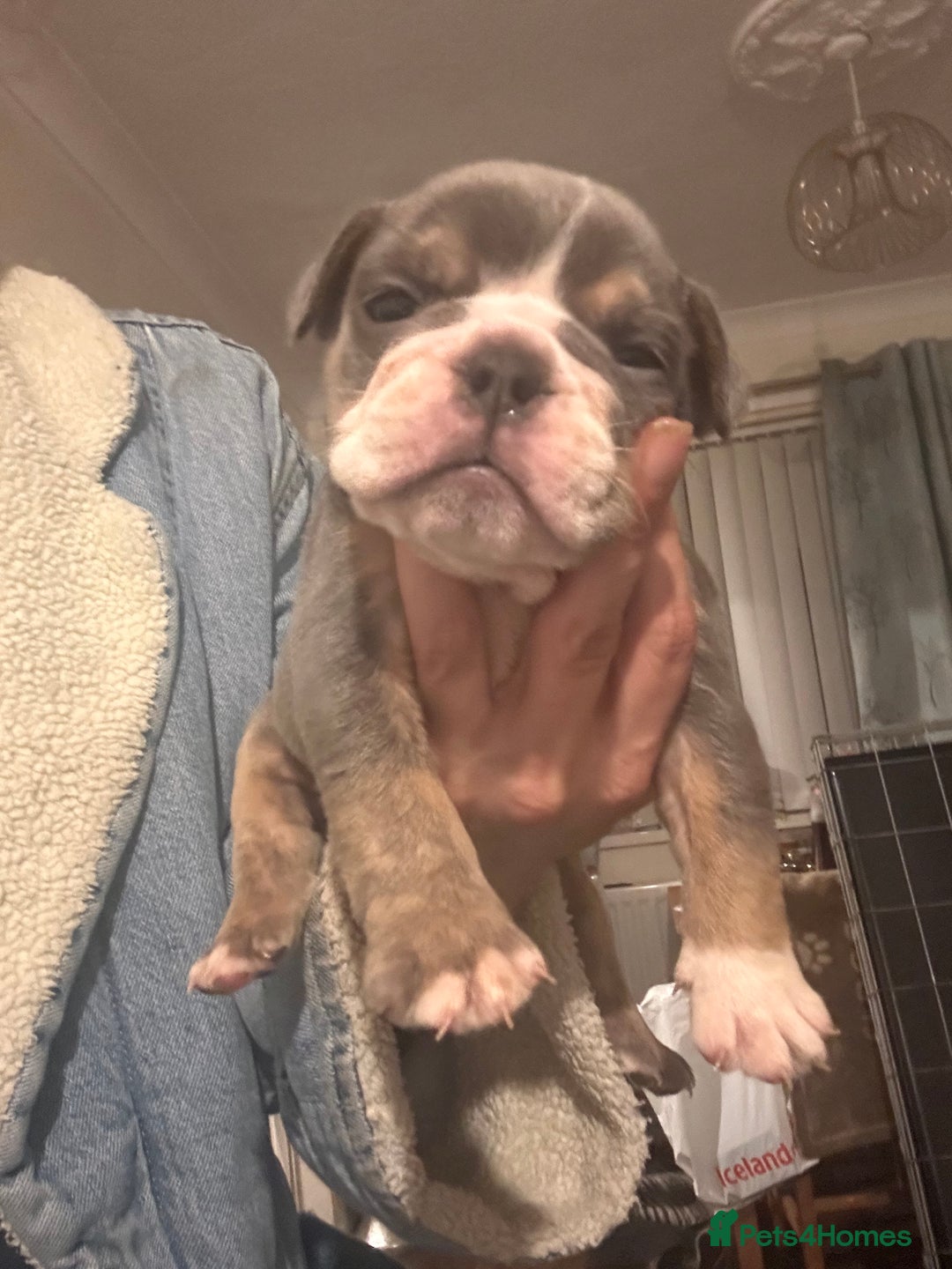 Olde English Bulldogge dogs for sale: NEBB REG OLDE ENGLISH BULLDOG  - Image 25