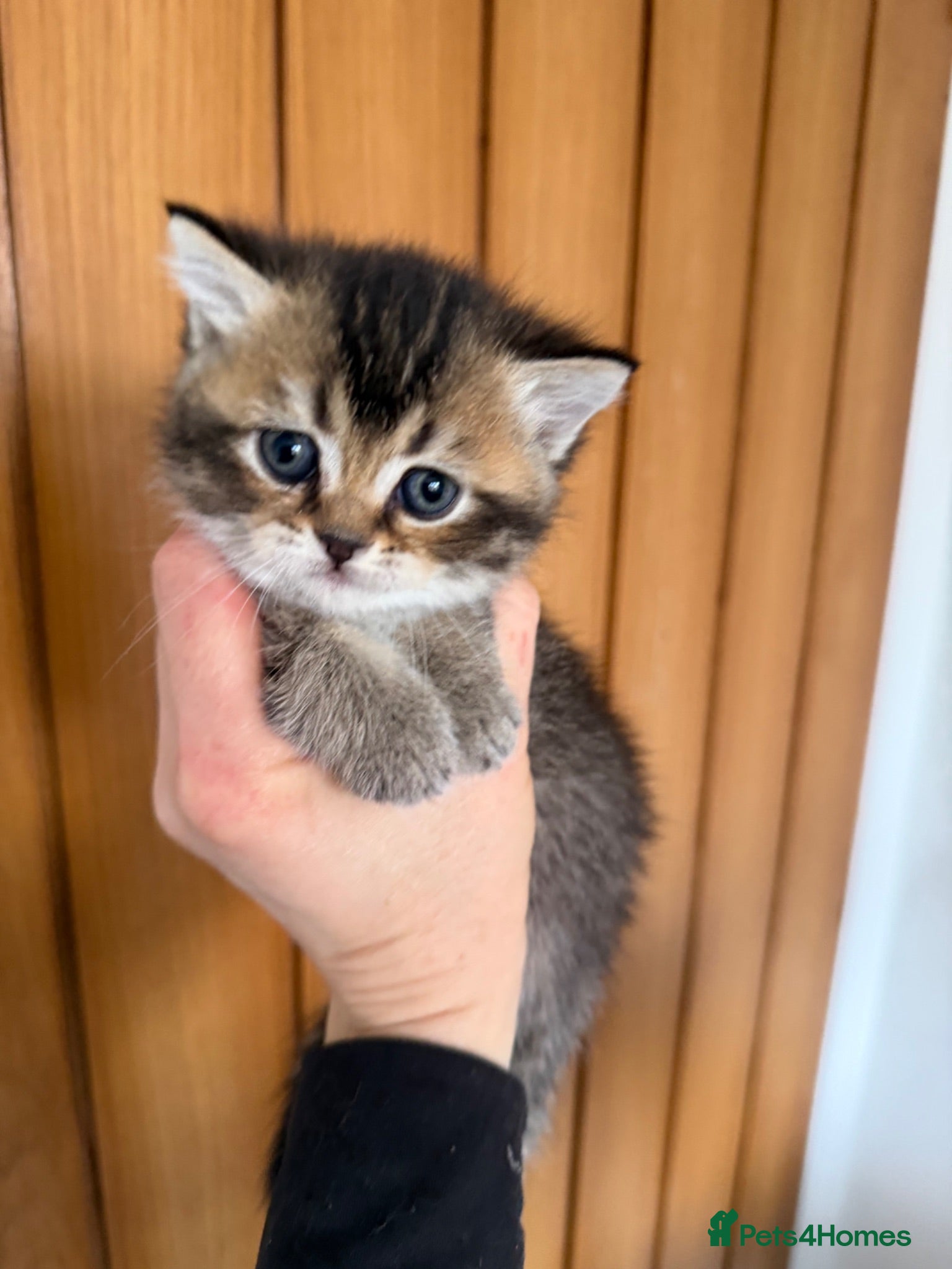 Scottish Fold cats Champion bloodlines Scottish Fold/Straight Kittens - Advert 8