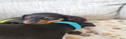 Miniature Pinscher dogs for sale: Three beautiful mini-pin pups  in Morecambe - Advert 5