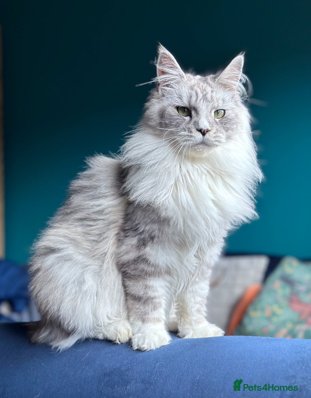 Maine Coon cats for sale: Maine Coons with Tests, Papers & Vet Checks  - Image 11
