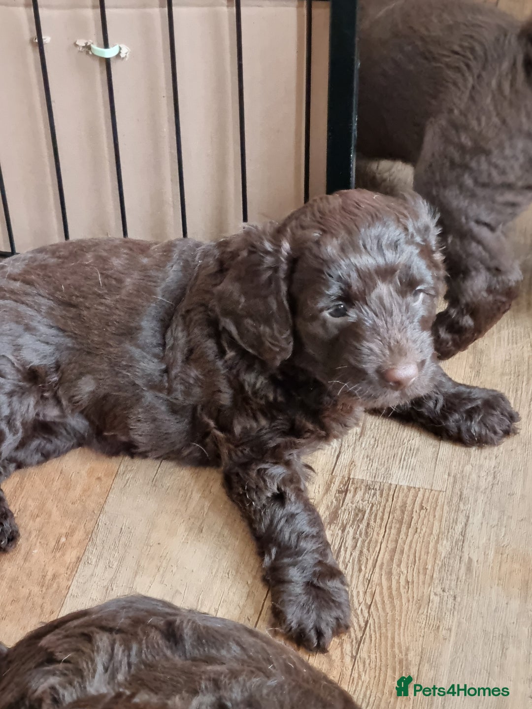 Sproodle dogs for sale: F1 health tested sproodle puppies  in Kidderminster - Image 14