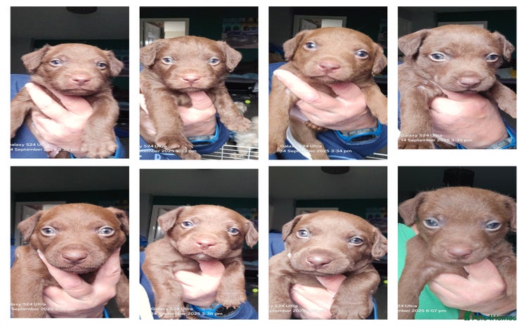 Patterdale Terrier dogs - Advert 1
