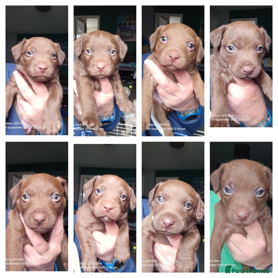 Patterdale Terrier dogs for sale: Adorable Chocolate Patterdale Terrier  - Image 1