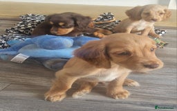 Cocker Spaniel dogs for sale: Cocker spaniels only 3 left  - Image 12