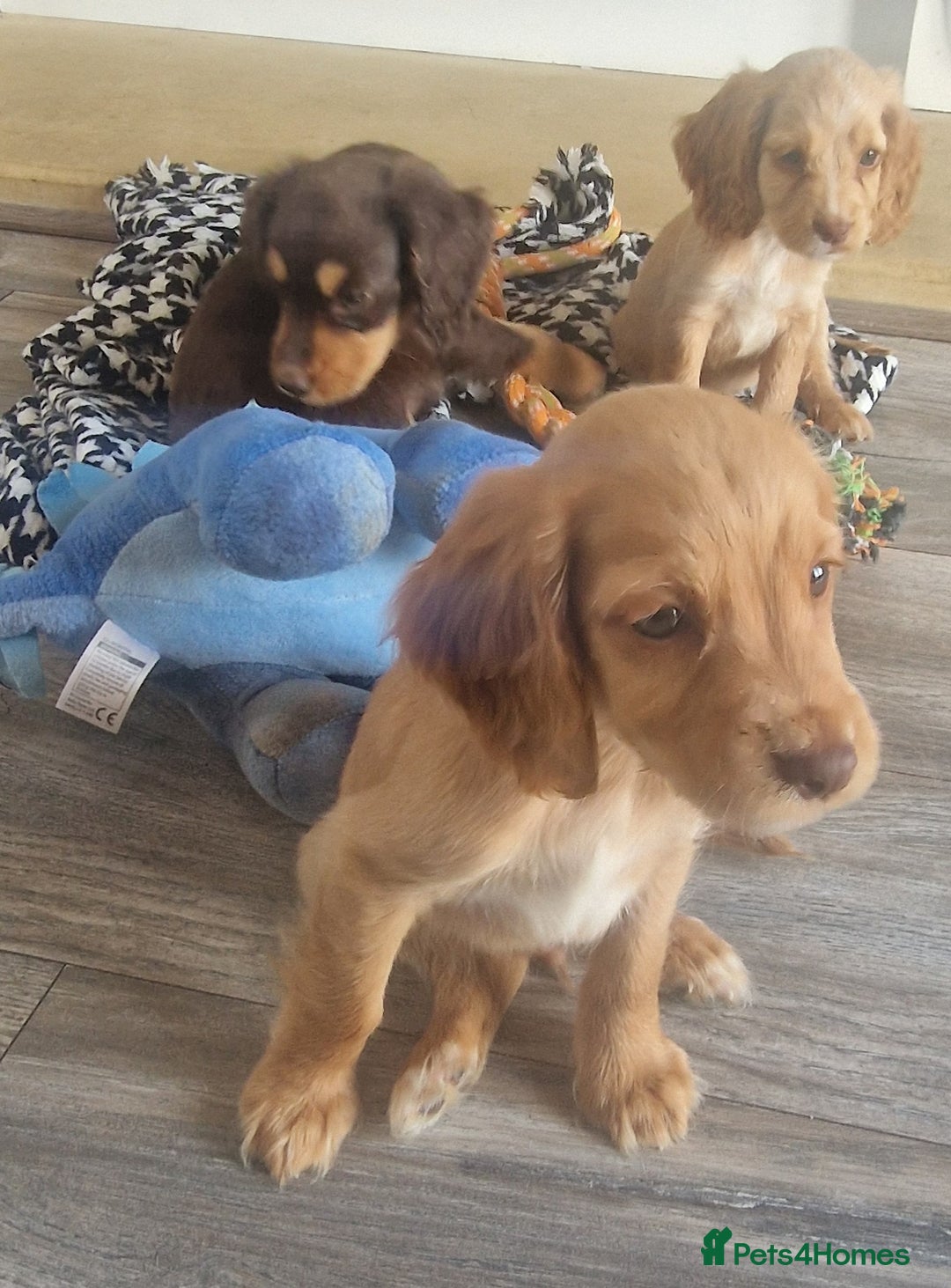 Cocker Spaniel dogs for sale: Cocker spaniels only 3 left  - Image 12