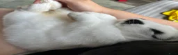 Mini Lop rabbits for sale: Beautiful Male rabbit - Advert 3