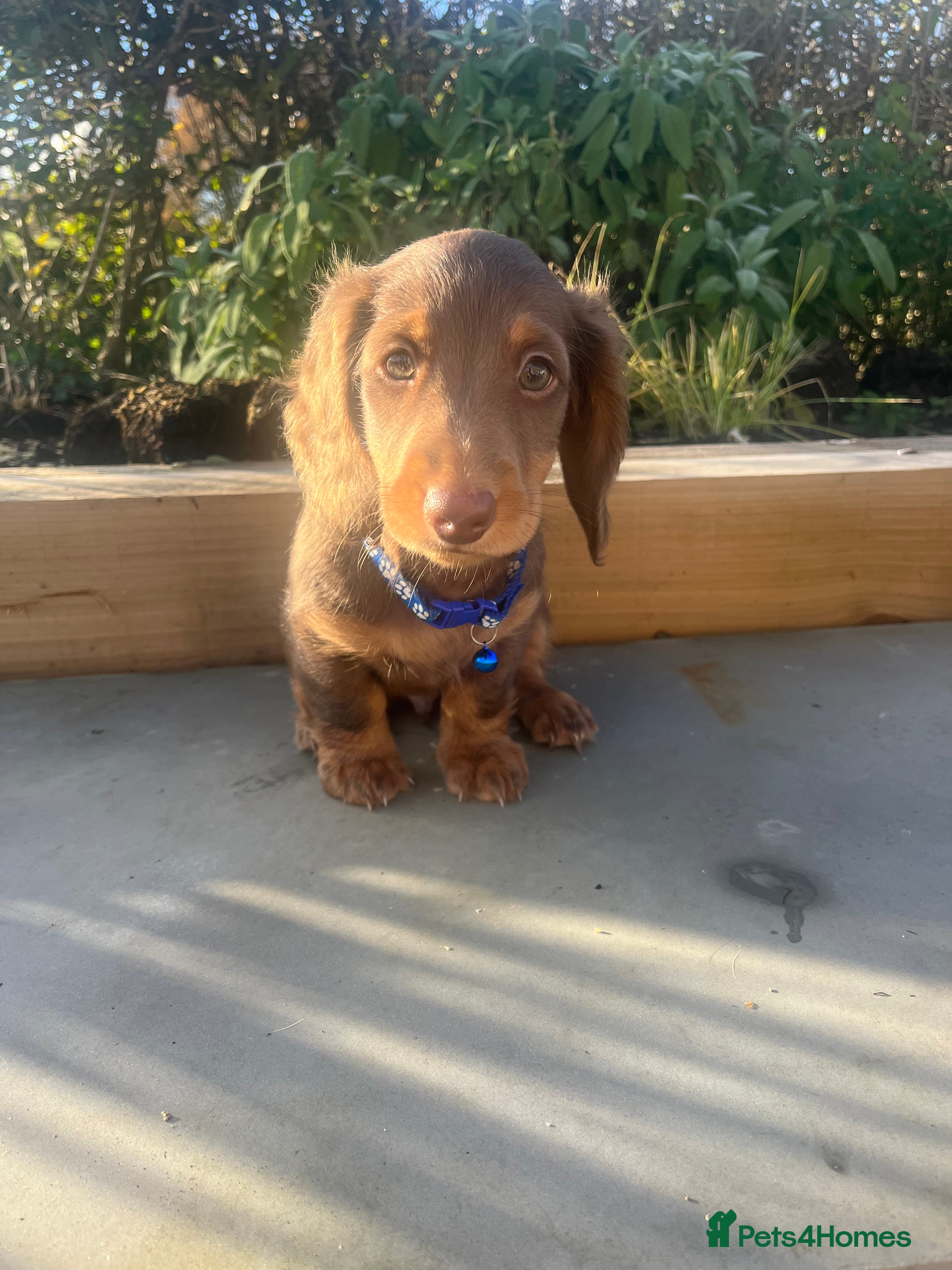Miniature Dachshund dogs Ready Now Long Haired Miniature Dachshunds  - Advert 7