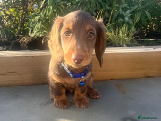 Miniature Dachshund dogs Ready Now Long Haired Miniature Dachshunds - Advert 15
