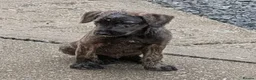 Irish Wolfhound dogs for sale: Irish Wolfhound Puppies  - Advert 21