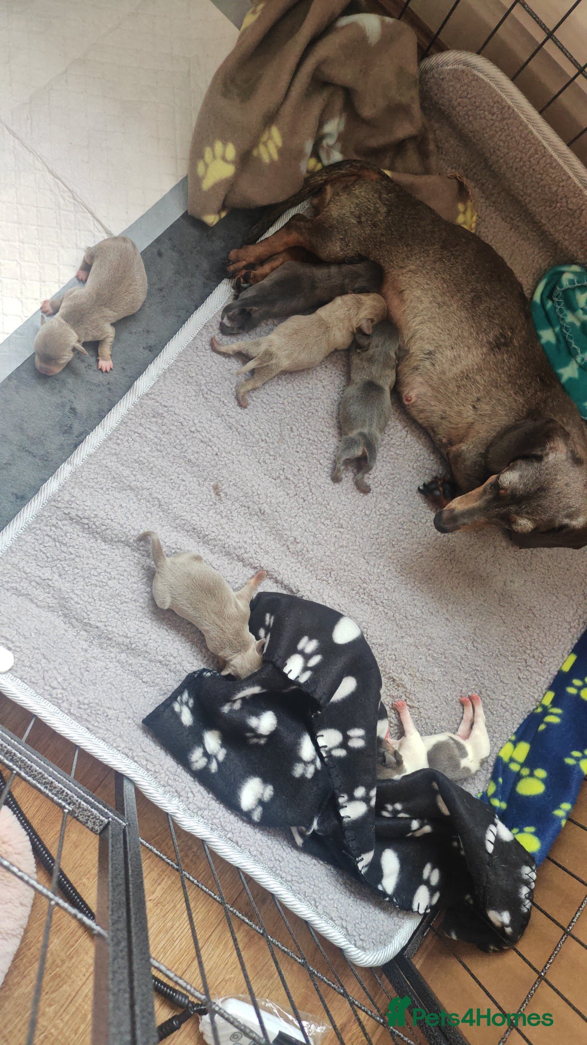 Chiweenie dogs for sale: Chiweenies  - Advert 2