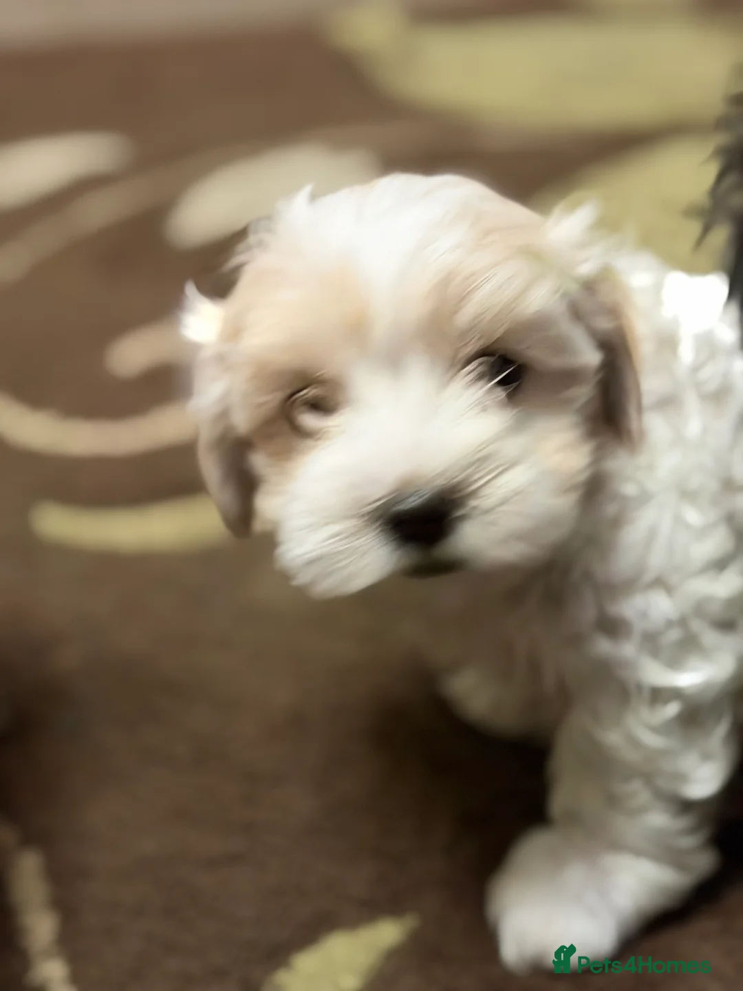 Mixed Breed dogs for sale: 🐾🐾🐾Maltipoo Puppies 🐾🐾🐾 - Advert 19