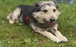 Mixed Breed dogs for adoption: 💙🐶 THEO 🐶💙 - Image 10