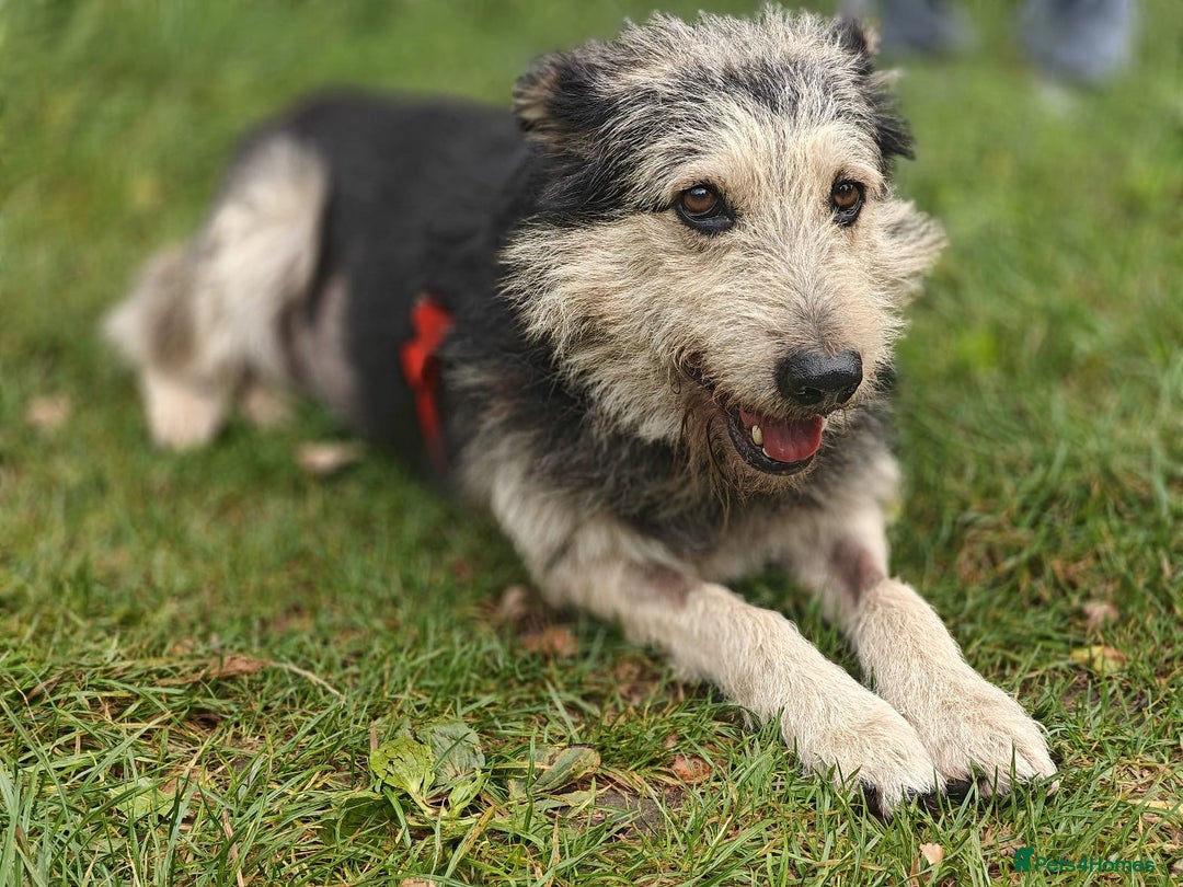 Mixed Breed dogs for adoption: 💙🐶 THEO 🐶💙 - Image 10