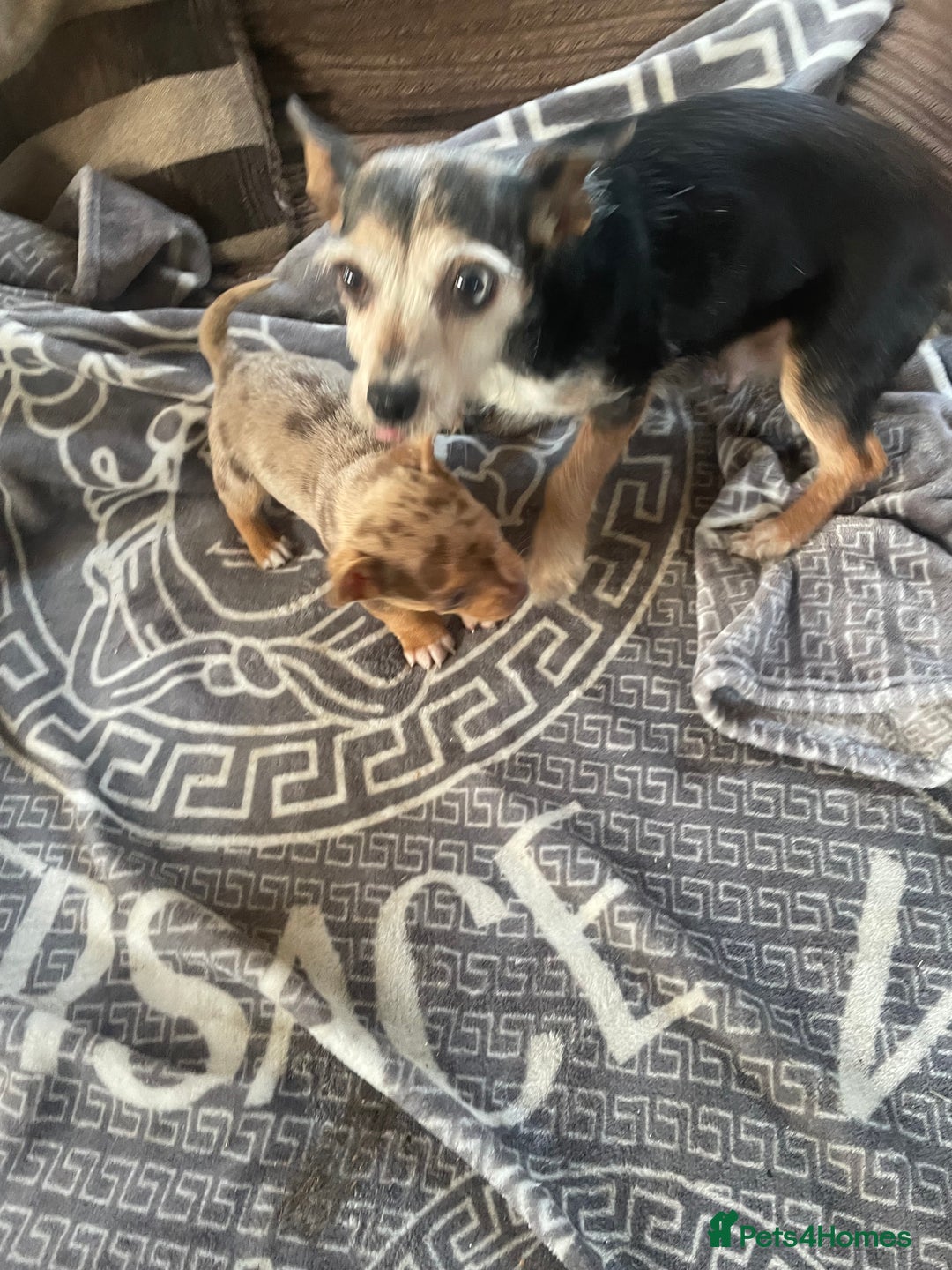 Mixed Breed dogs for sale: Jack Russell cross Chihuahua - Advert 2