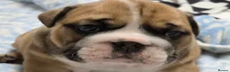 English Bulldog dogs for sale: Seehurst bulldogs  in Tamworth - Advert 2