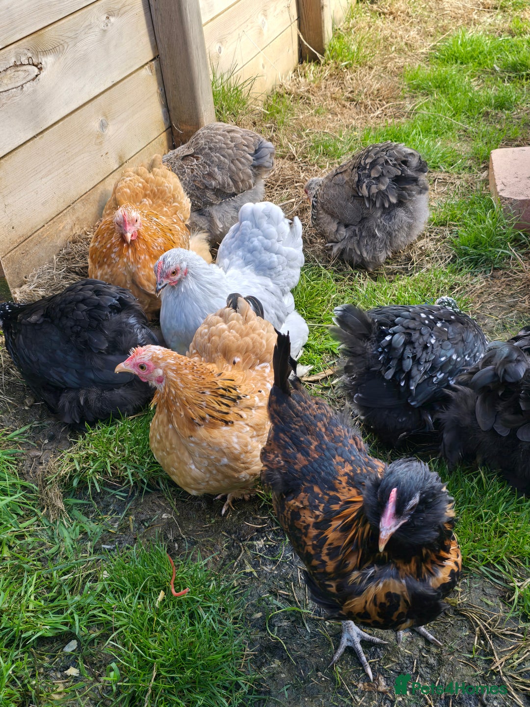 Chickens poultry for sale: Pekin Bantam Pullets POL  - Image 6