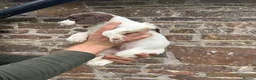 English Springer Spaniel dogs for sale: Two springer spaniel pups  in Okehampton - Advert 3