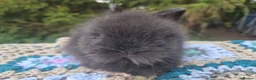 Angora rabbits for sale: 💜 Gorgeous Teddydwerg babies- parents imprted 💜 - Advert 13