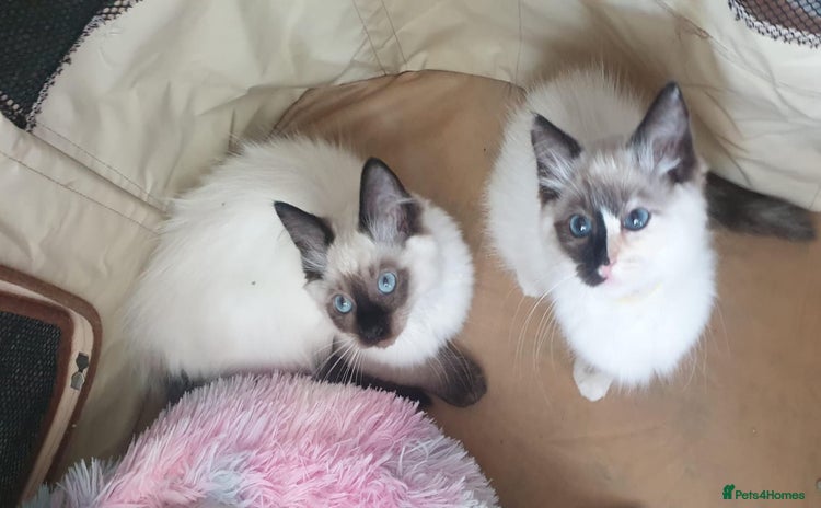 Ragdoll cats - Advert 1